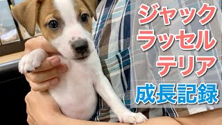 ジャックラッセルテリアの出会いから1歳までの成長記録　Puppy dog growth diary.