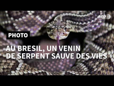 Vidéo: Stratégies En «veninique De Serpent» Visant à Une Vue Intégrative Des Caractéristiques Compositionnelles, Fonctionnelles Et Immunologiques Des Venins