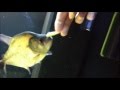 Most dangerous piranha ever crazy serrasalmus rhombeus rocky bite force