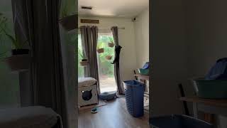 Cat Uses Curtains to Climb and Access Plants in Hanging Pots