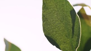 Ask The Agronomist: Tony Lenz - White Mold Prevention Management