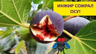 картинка: Можно ли съесть осу вместе с инжиром ? Наталья Носова.