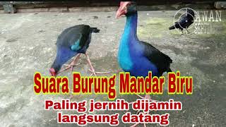 Suara burung mandar biru paling jernih dijamin langsung pada keluar