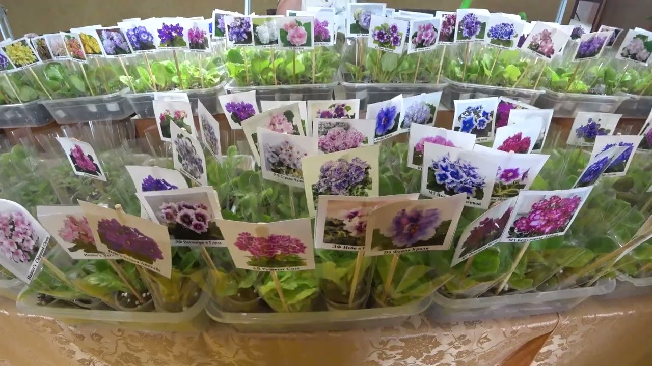 Выставка растений. Краснодар. ДК Железнодорожников. Сентябрь 2025