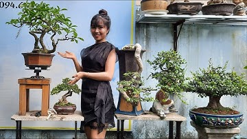 Bonsai Ứng | Giao lưu cùng ace cây lộc vừng. Ace xin liên hệ 0934 094 679 Ứng. Xin cảm ơn !!!
