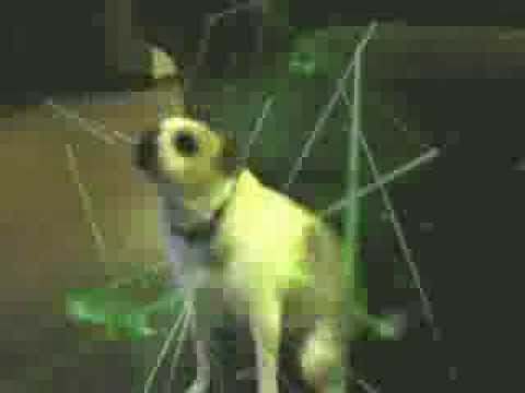 dog dancing to techno