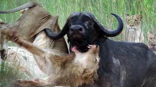 Yavrusunu yemeye çalışan aslana saldıran anne bufalo, vahşi hayvanların zorlu yaşamı