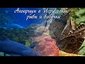 Аквариум в Иерусалиме - рыбы и бабочки