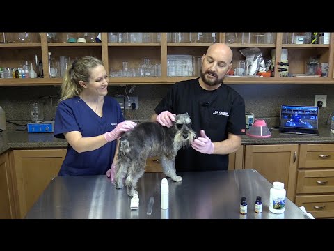 Natural Dog Wart Removal from Your Own Home | Dog Wart Treatment the Natural Way