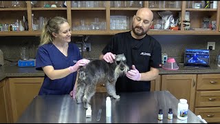 Natural Dog Wart Removal from Your Own Home |  StepbyStep to Dog Wart Treatment the Natural Way