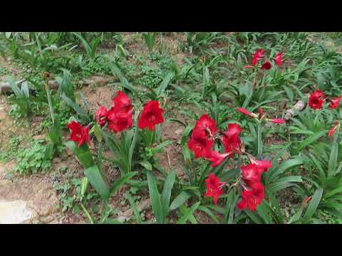 Video: Zahradní Hippeastrum