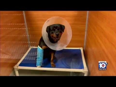 Miami family’s wounded dog waits for surgery after help from ‘amazing rescue partners’ in Broward 