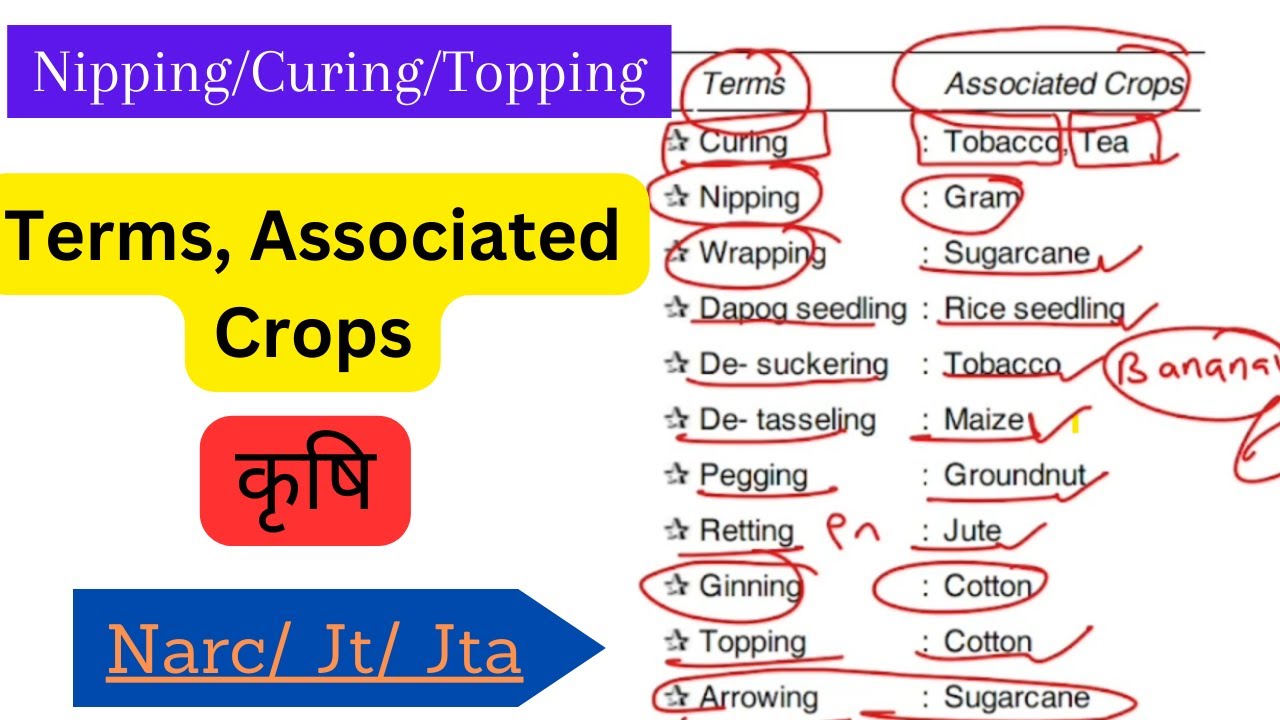 Nipping, Curing, Wrapping, De-suckering, De-tasseling, Ratooning in ...