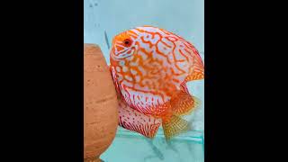 Discus Fish Laying Eggs #shorts #discusfish