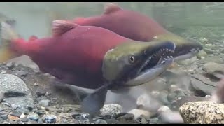 Facts: The Sockeye Salmon