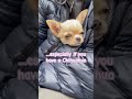 Tell me this isn’t just my dog 😂#chihuahua #cutedog #funnydog #shorts