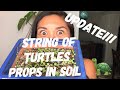 String of Turtles Propagation | UPDATE!! | Cuttings in Soil | Peperomia Prostrata