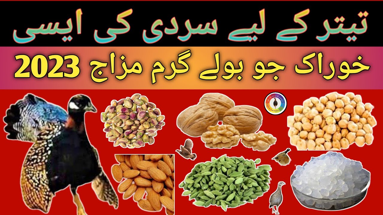 Kala teetar ke liye sardi ki asi khorak jo boly |Teetar ke liye sardi ki khorak