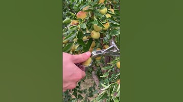 Winter jujube sweetness testing process