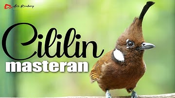 MASTERAN CILILIN GACOR DURASI PANJANG