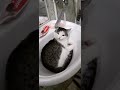 И Помылся И Попил