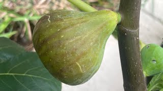 Fig Tasting: Comparing RDB and The First Smith Fig @MJFIGS