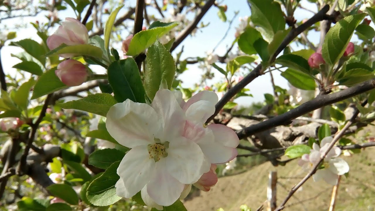 apple-blossom-at-shimla-mashobra-blossom-season-in-shimla-india