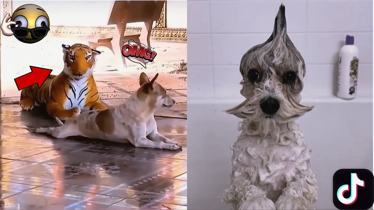New Funny Dog TikTok Compilation #3 - YouTube