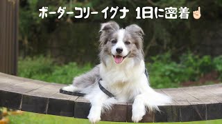 【ボーダーコリー 】イグナの一日に密着