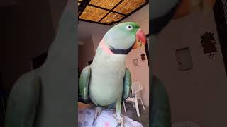 Alexandrine Parrot calling Mumma 😘