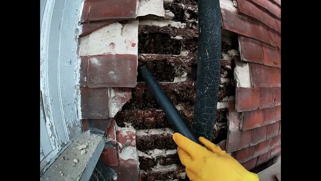 Live Bee Removal From An Old Farmhouse