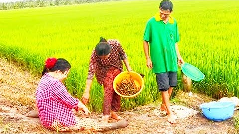 Trời đang mưa rớt lợp độp mấy chị em ra đồng bắt cá cái kết Cười ra nước mắt l CSTN 