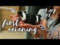 1 вечер новорождённых морских свинок|newborn guinea pigs first evening|СВИНКИ с  МОРЯ