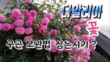 다알리아 꽃 구근 보관법 심는시기 화려한 가을꽃