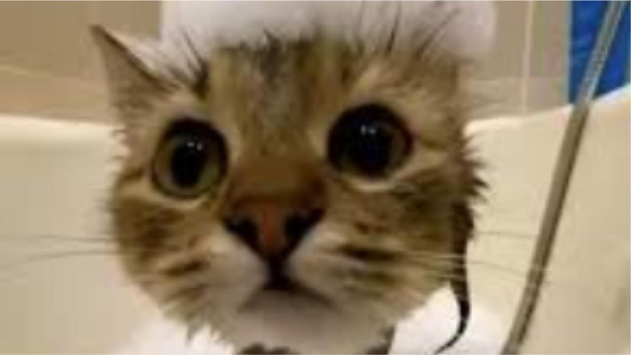 This Cat Is Too Funny – You Can’t Stop Watching!