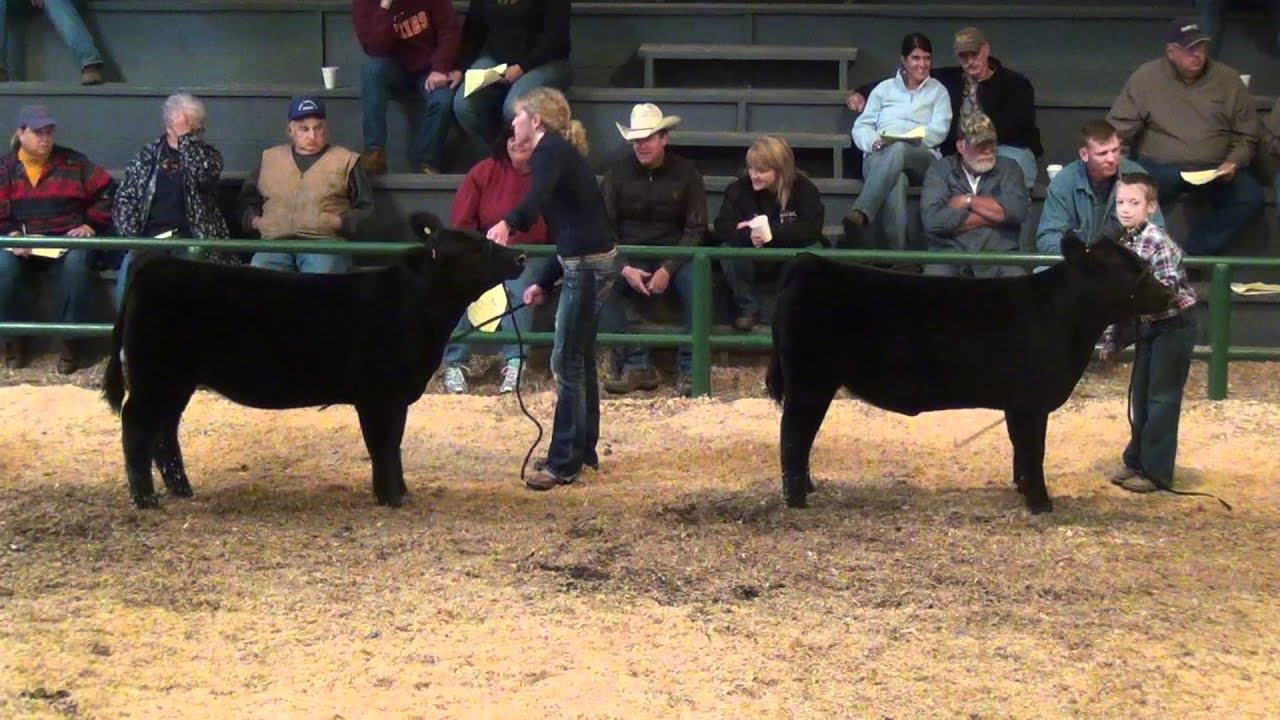 West VA Livestock Roundup Champion Market Heifer Drive Sponsored by