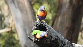 MASTERAN GACOR & PIKAT BURUNG NURI PELANGI SUARA PANCINGAN | KICAU SUARA BURUNG