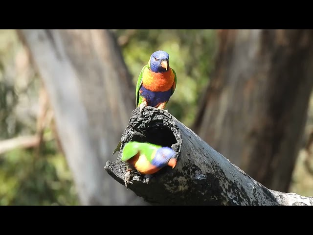 MASTERAN GACOR & PIKAT BURUNG NURI PELANGI SUARA PANCINGAN | KICAU SUARA BURUNG class=