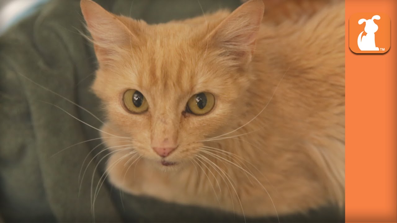 cute funny pet videos Homeless Kittens Born At Mall Loading Dock Rescued With Mother