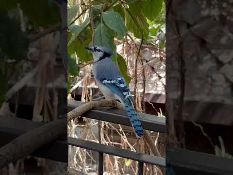 Bird Kingdom!