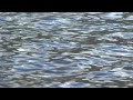 京都フライ プロップミノーの実釣