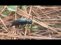 Funny beetle bug cutely consumes plant matter for 3 minutes
