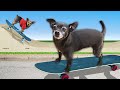 Teaching Our Dogs How to Skateboard for the First Time - PawZam Dog