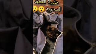 حقيبه القطط السحريه بتعمل للقطط نيوولوك ‍⬛،#قطط #كيوت _كات،#shorts. #cats ،#ترفية، #مواقف _وطرائف