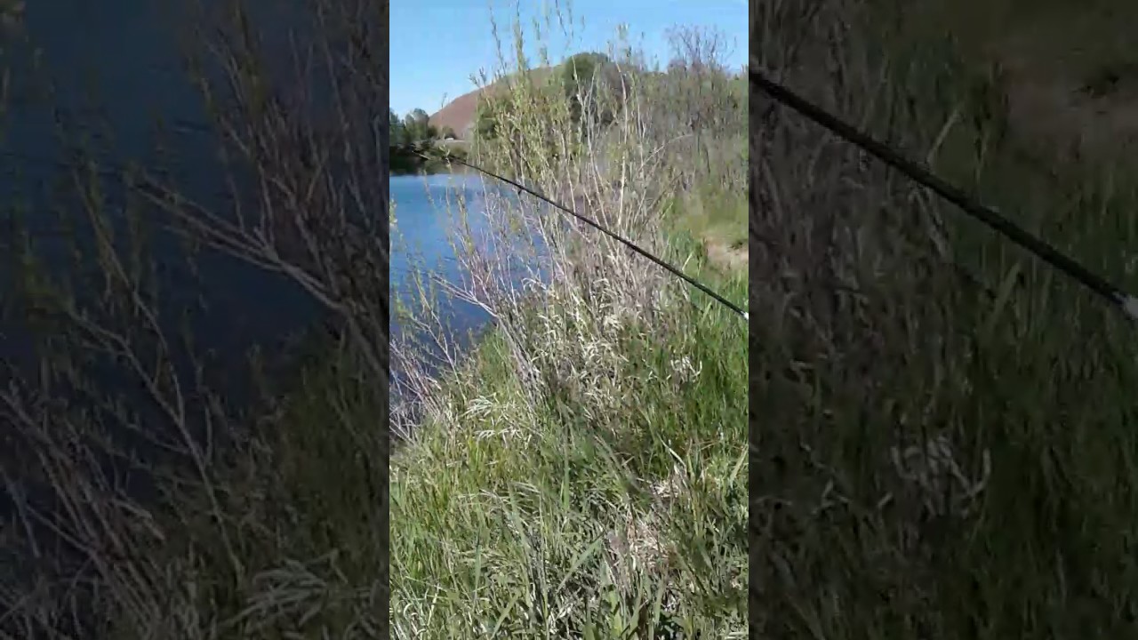 Trout fishing rotary lake YouTube