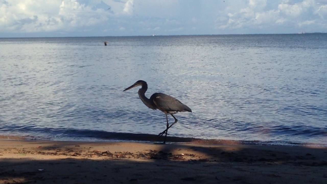 Blue Heron Feeding 