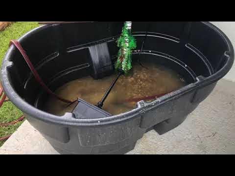 Breeding Pond 150 gallon Rubbermaid Stock tank 