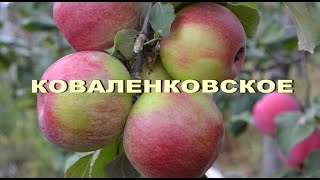 Сорт яблони Коваленковское