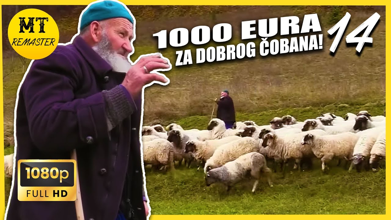 Za dobrog čobana 1000 eura plata!