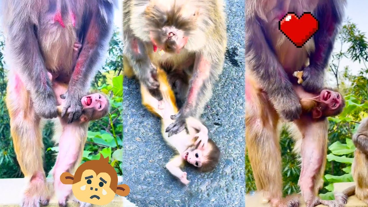 Baby monkey screams loudly because mother monkey forces him to stop feeding